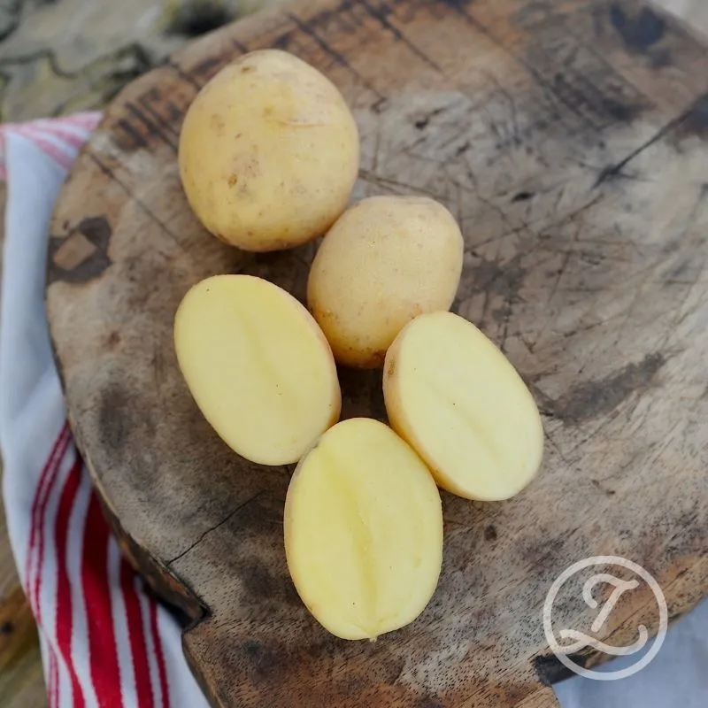 Årets potatis 2027 Twister