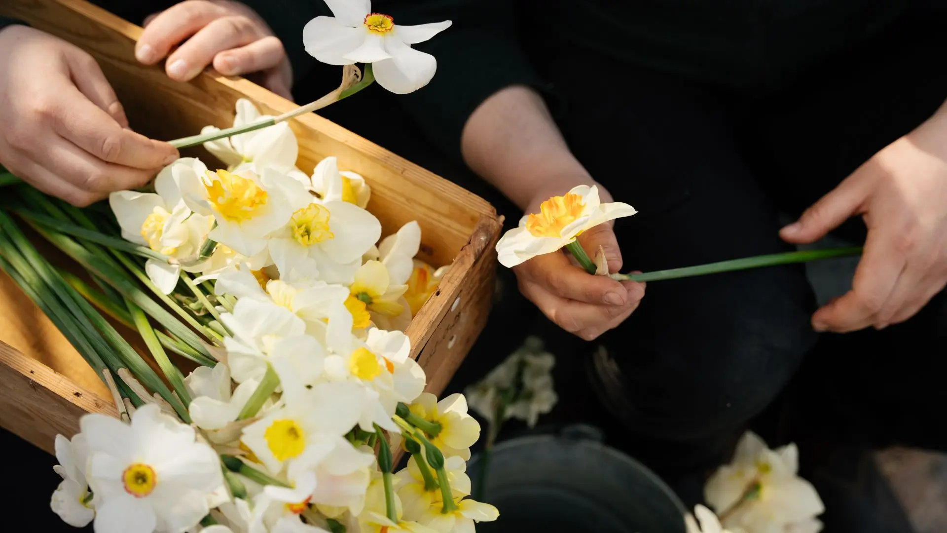 Årets potatis - Presenterat av Larsviken
